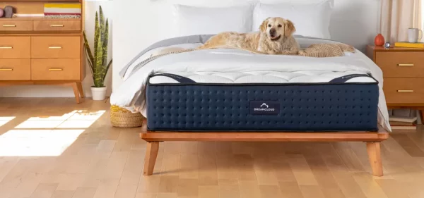 dog on dreamcloud mattress